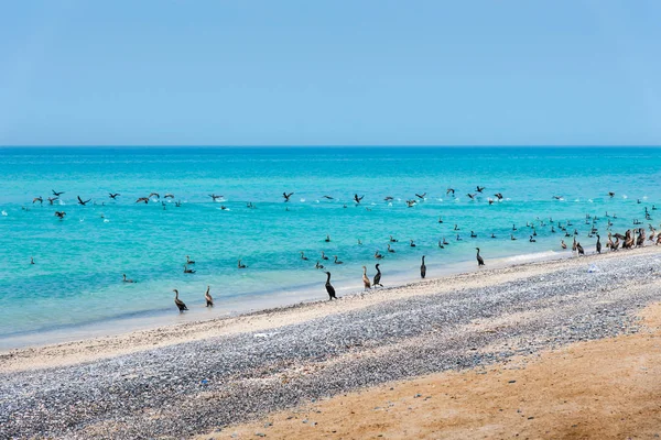 Prachtig Strand Vol Met Vogels Een Zonnige Dag — Stockfoto