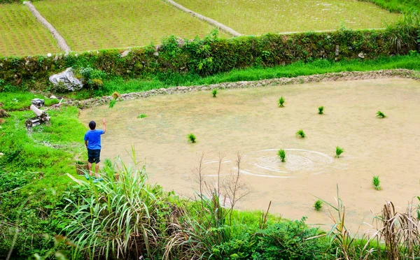 Guilin China Junho 2018 Agricultor Jogando Arroz Jovem Para Espalhá — Fotografia de Stock