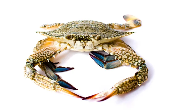 Krab Geïsoleerd Een Witte Achtergrond Zeevruchten Geïsoleerd — Stockfoto