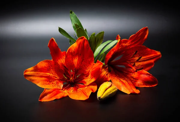 Naranja Flor Lirio Sobre Fondo Oscuro Cerca — Foto de Stock