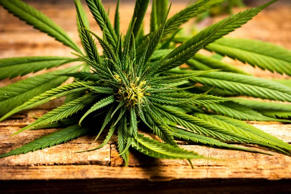 Marijuana Växt Med Blommande Knoppar Ett Träbord — Stockfoto