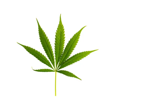 Gröna Marijuana Blad Isolerad Vit Bakgrund — Stockfoto