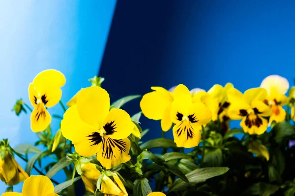 Sárga Lila Virágok Kék Háttérrel — Stock Fotó