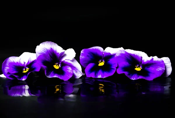 Violetta Blommor Arrangemang Mörk Bakgrund — Stockfoto