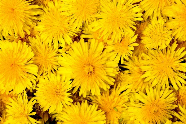 Paardebloem Bloemen Maken Van Achtergrond Patroon Bovenaanzicht — Stockfoto