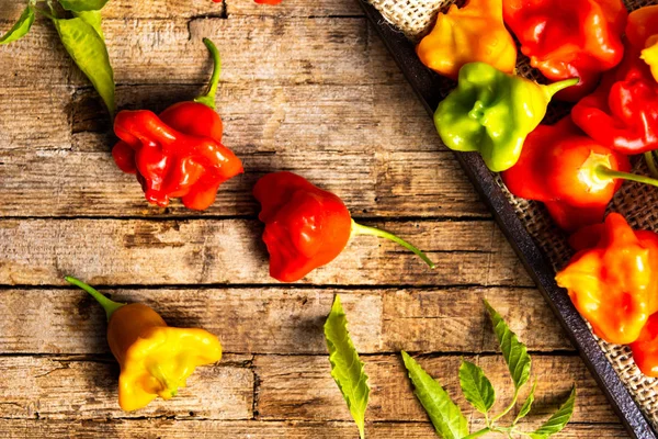 Bischofskrone Blumenförmige Dekorative Paprika Auf Holztisch — Stockfoto