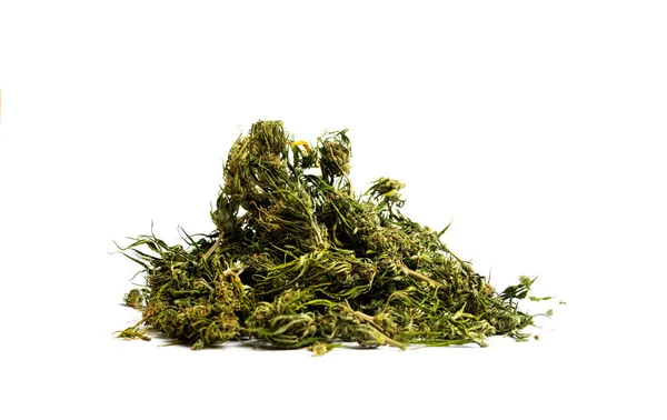 Konopí Konopí Marihuana Květy Bílém Pozadí — Stock fotografie