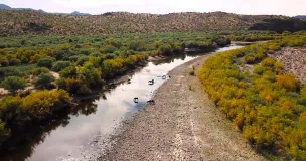 野马在河空中录像中喝水和放牧 — 图库视频影像
