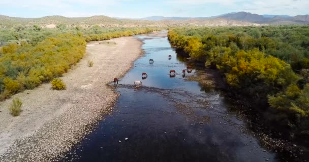 野生の馬が水を飲むと川の空中映像で放牧 — ストック動画