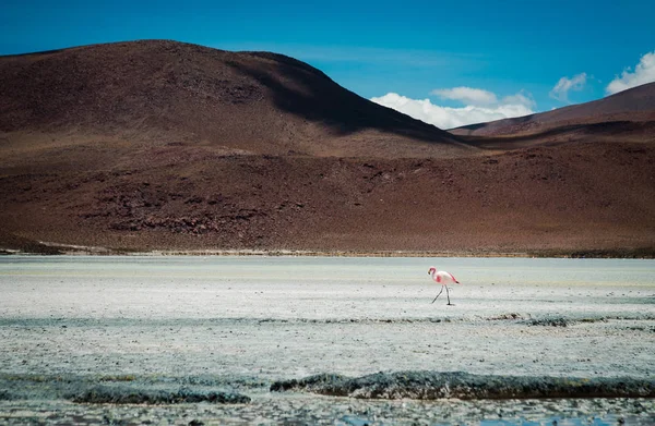 Lonely Flamingo Lake Bolivian Desert — Stock Photo, Image