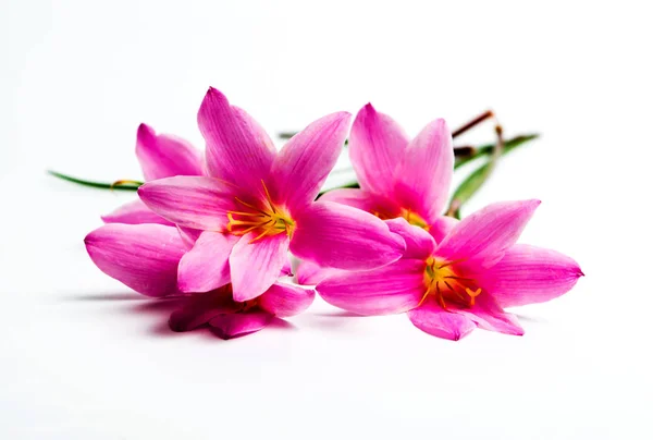 Flores Lirio Rosa Sobre Fondo Blanco Con Espacio Para Copiar —  Fotos de Stock