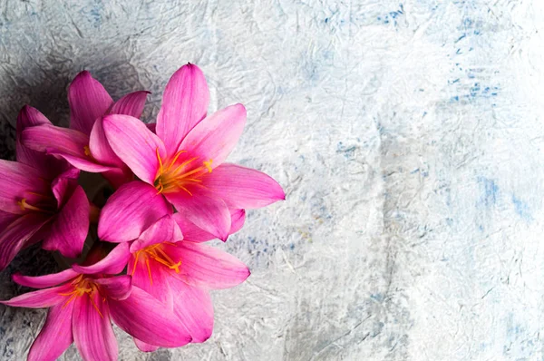 Flores Lírio Rosa Fundo Branco Com Espaço Cópia — Fotografia de Stock