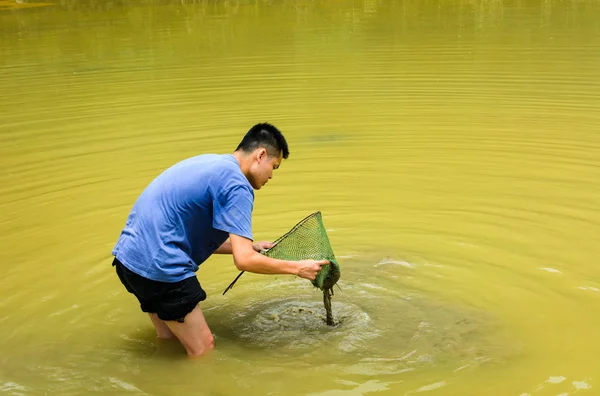 Seorang Pria Mengumpulkan Siput Kolam — Stok Foto