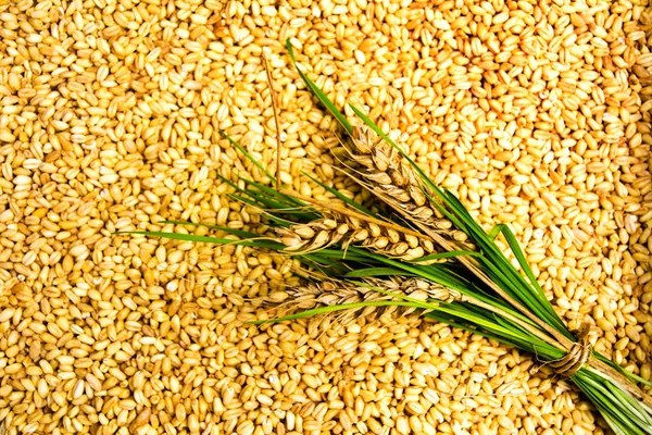 Weizen Getreidekörner Und Ein Ast Hintergrundmuster — Stockfoto