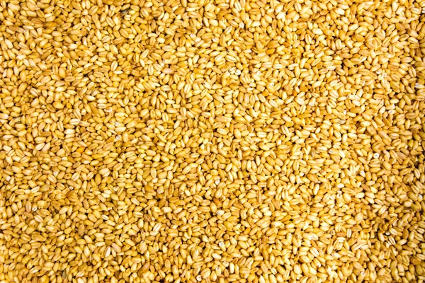 背景パターンを作る小麦穀物 — ストック写真