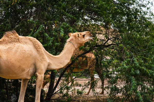 Camels grazing on plants in the desert — Stock Photo, Image