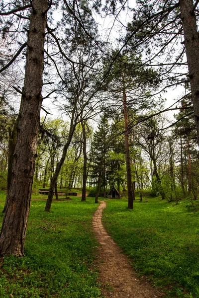 Forest park view våren — Stockfoto