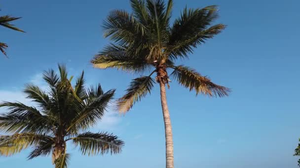 Trópusi Kókuszpálmákkal Integetett Szél Egy Napsütéses Napon — Stock videók