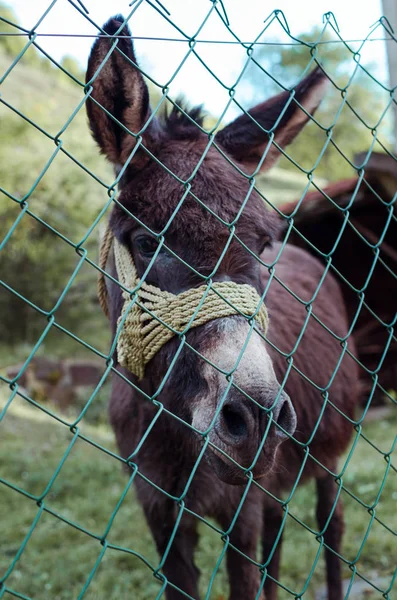 Donkey behind a fence — Stock Photo, Image