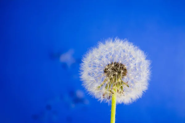 Flores de diente de león sobre fondo azul —  Fotos de Stock