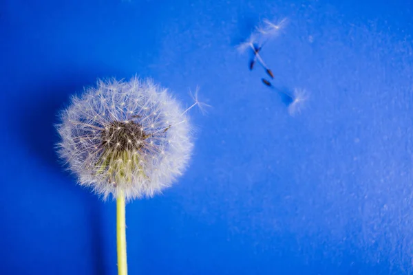 Flores de diente de león sobre fondo azul —  Fotos de Stock