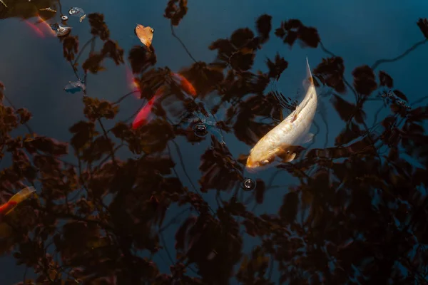 Золотые рыбки плавают в пруду — стоковое фото