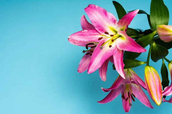 Mooie lelie bloem op blauwe achtergrond — Stockfoto