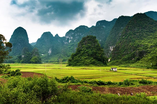 Campos de arroz e rochas de carste na província de Guangxi, na China — Fotografia de Stock