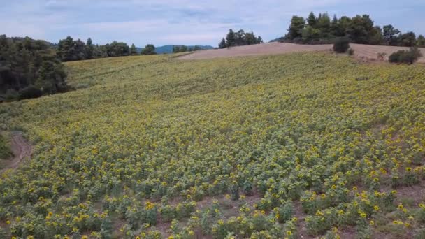 Sonnenblumenfeld Blüte Luftaufnahme — Stockvideo