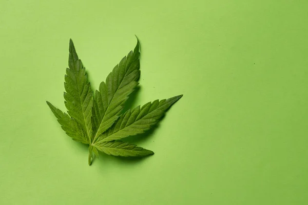 緑色の背景でマリファナの葉 — ストック写真