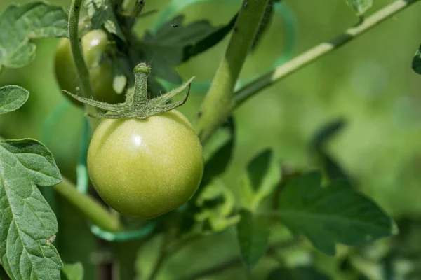 Tomate cerise non mûre dans le jardin — Photo