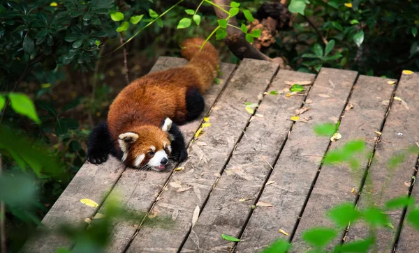 Rode Panda in Chengdu China — Stockfoto