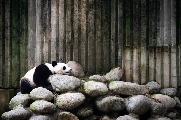 Vermoeide Panda slapen in een broedplaats in Chengdu — Stockfoto