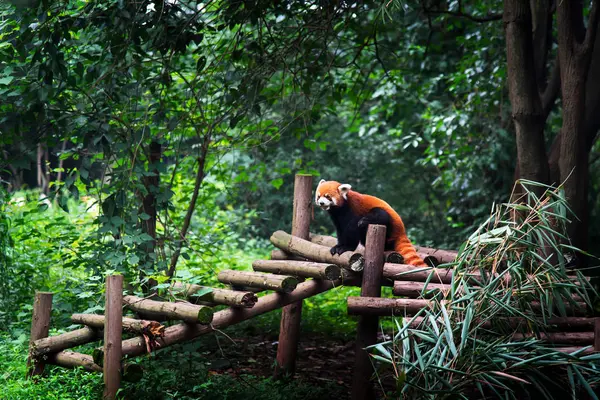 Rode Panda in Chengdu China — Stockfoto