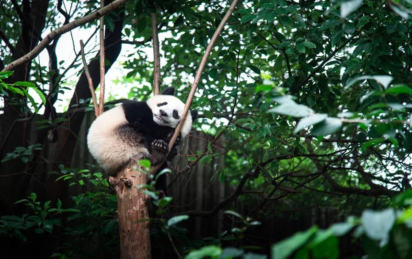 Baby Panda op een boom in Chengdu, China — Stockfoto
