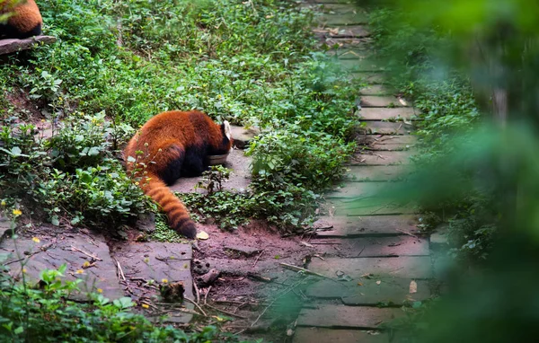 Panda rosso che si nutre all'aperto nella città di Chengdu in Cina — Foto Stock