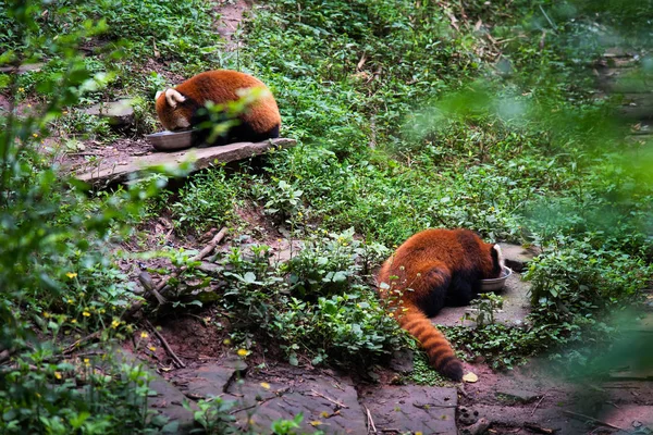 Rode Panda voeden buiten in Chengdu stad in China — Stockfoto