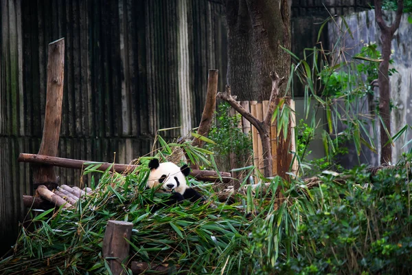 Baby Panda in een stapel bamboe in Chengdu, China — Stockfoto