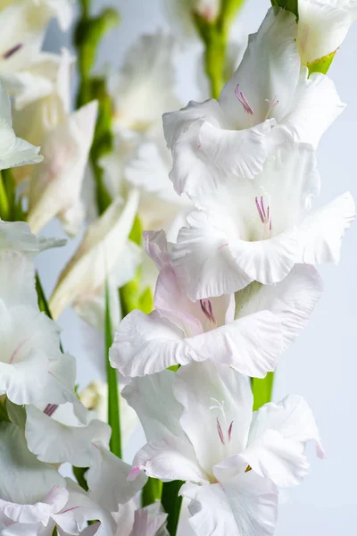 Gladiolus virágok virágzik a rózsaszín háttér — Stock Fotó
