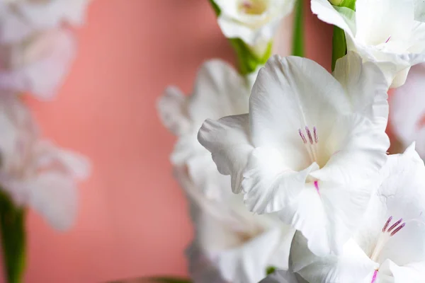 Fiori di gladiolo in fiore su sfondo rosa — Foto Stock