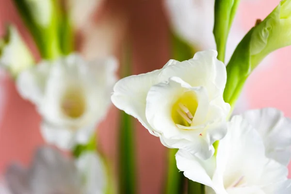 Gladiolus virágok virágzik a rózsaszín háttér — Stock Fotó