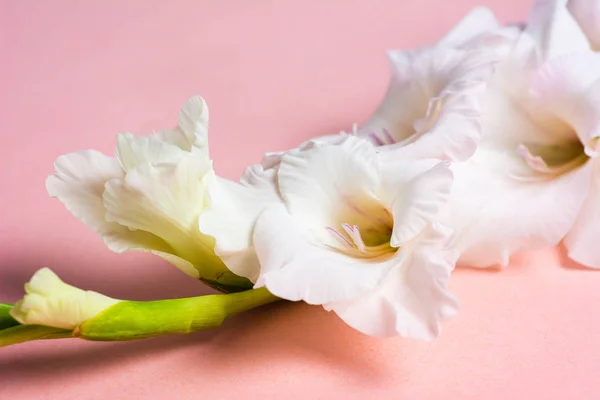 Gladiolus flores em flor no fundo rosa — Fotografia de Stock