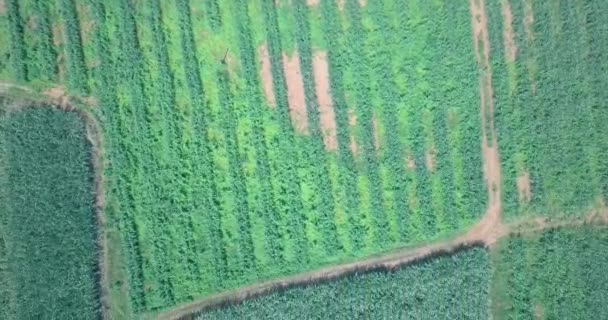 Aerial Footage Tropical Banana Fields Asia — Stock Video