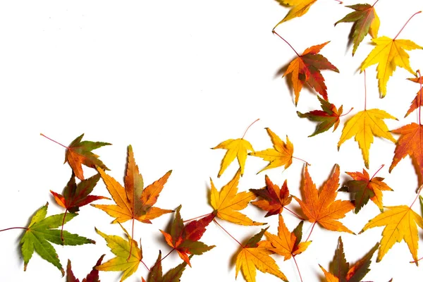 Herfstbladeren op witte achtergrond met kopie ruimte — Stockfoto