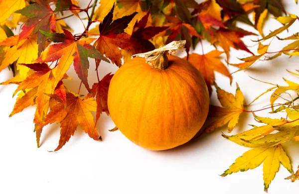 Herbst gefallene Blätter und kleiner Kürbis — Stockfoto