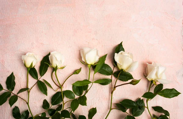 Rose bianche su sfondo rosa — Foto Stock