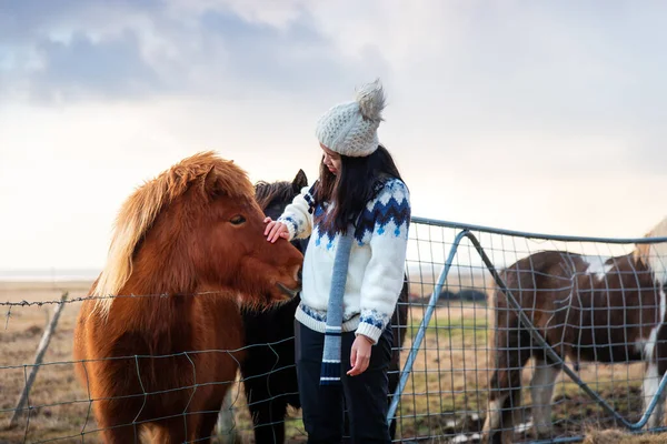 Traveler making friends with adorable Icelandic horses — Stock Photo, Image