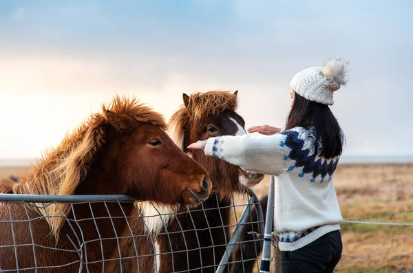 Traveler making friends with adorable Icelandic horses — Stock Photo, Image