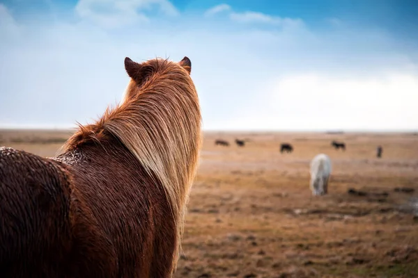 Adorable Icelandic horses in the field, Iceland road trip — Stock Photo, Image