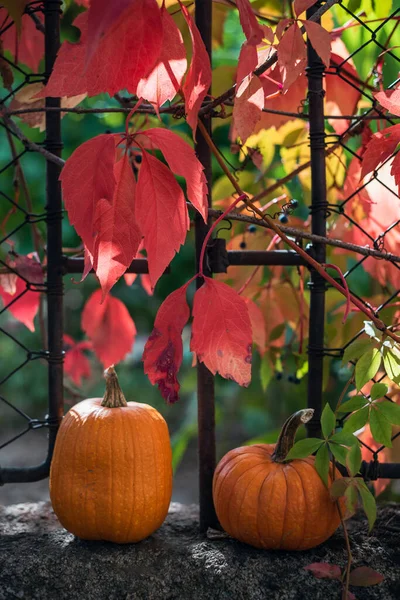Pumpar och röda blad utomhus — Stockfoto